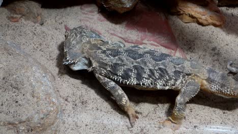 pogona or bearded dragon lizard in captivity