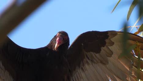 a turkey vulture with its wings spread to warm in the sun - close up portrait through the tree branches