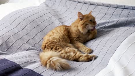 cute ginger cat lying in bed on grey blanket. fluffy pet is licking its paws and going to sleep. cozy home background