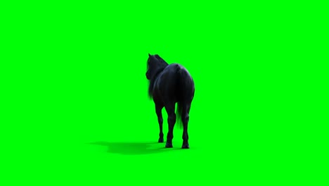 el caballo negro de pie. la animación realista de la pantalla verde.