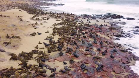 aerial over the cape cross seal reserve colony on the skeleton coast of namibia 5