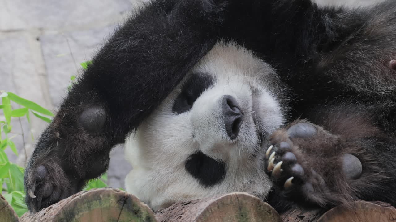 el panda gigante está durmiendo (ailuropoda melanoleuca) también conocido como el oso panda o simplemente el panda, es un oso nativo del centro sur de china.