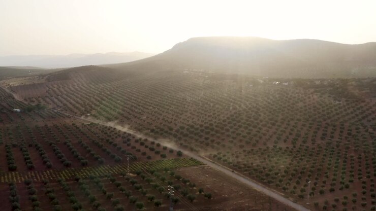 Orchard in mountains at sunrise