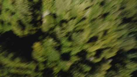 toma única de un dron atacando a un halcón mientras filmaba sobre un bosque