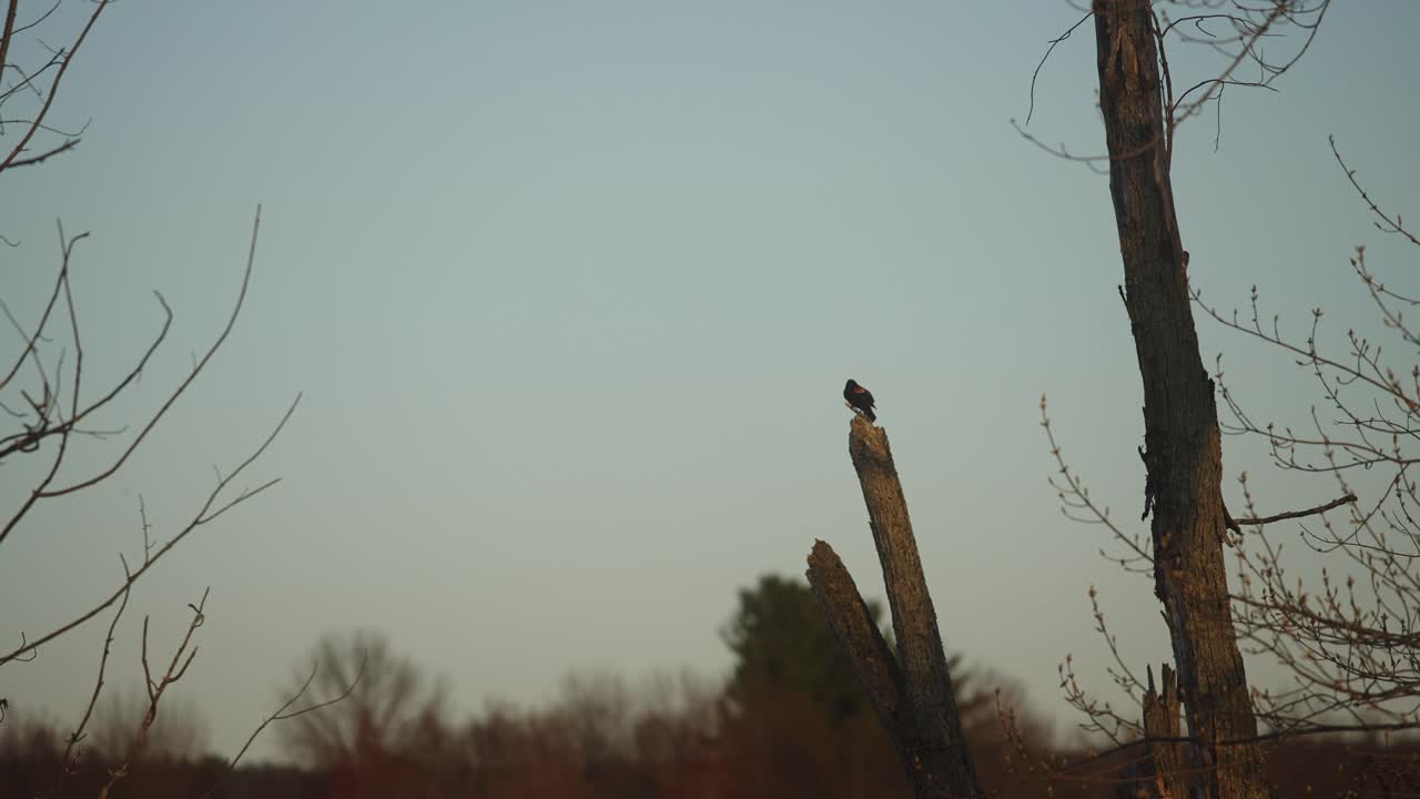 Perfectly framed red winged black bird perched on tree in bird sanctuary 4k 60p
