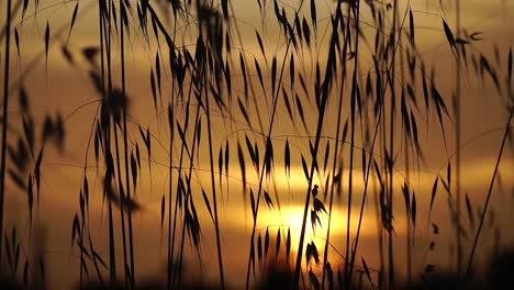 video footage of sunset colors through grass