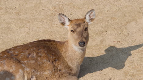 sika deer doe resting on ground, turns, looks at camera, calm expression