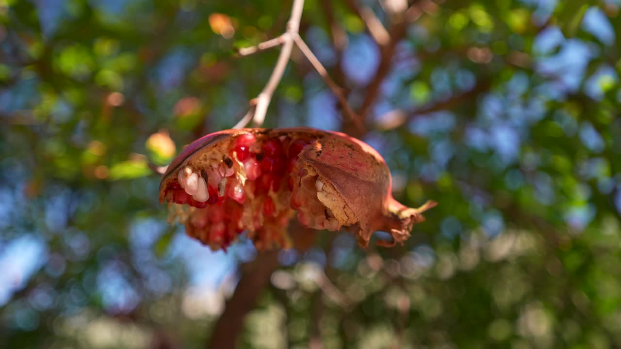 Ripe Pomegranate Fruit Hanging on Branch with Red Seeds Exposed in Natural Autumn Sunlight