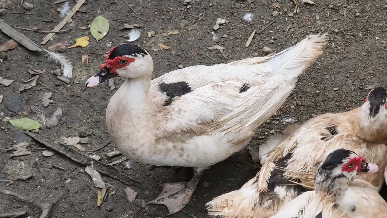 땅 위에 있는 오리 그룹