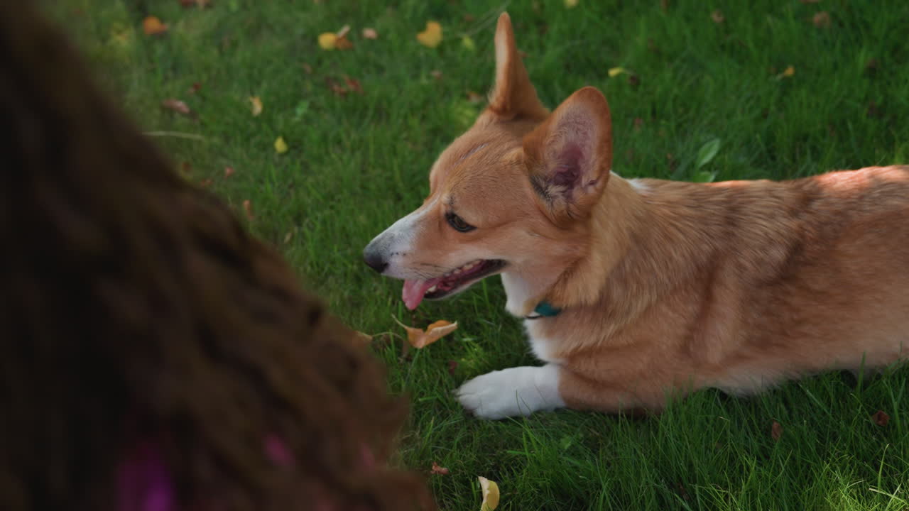 Cute Dog Relaxes In Vibrant Garden Setting, Playful Corgi Enjoys Sunny Day Among Verdant Surroundings, Energetic Pet Photograph Captures My Dog Resting And Observing Nature With Enthusiasm