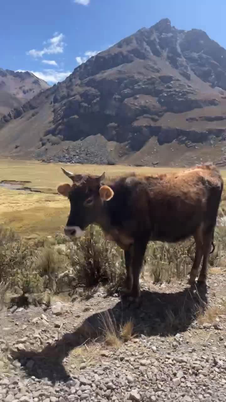 Bestiame al pascolo in un vasto paesaggio di valle montana.