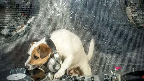개 dj 4k 17