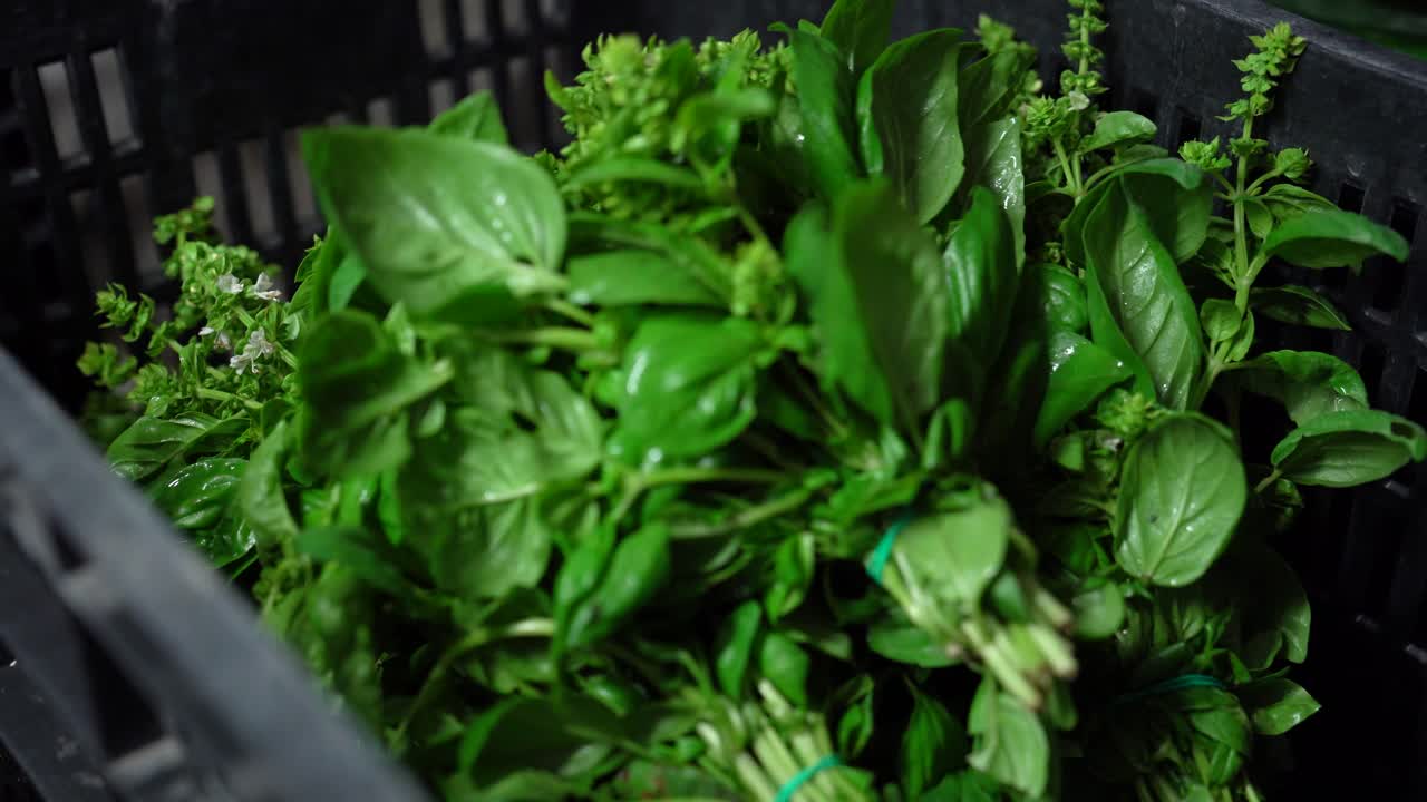 Primo piano di mani caucasiche che afferrano foglie di basilico verde fresco in un cestino nero