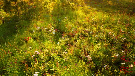 vibrant wildflower meadow bathed in golden sunlight during summer afternoon