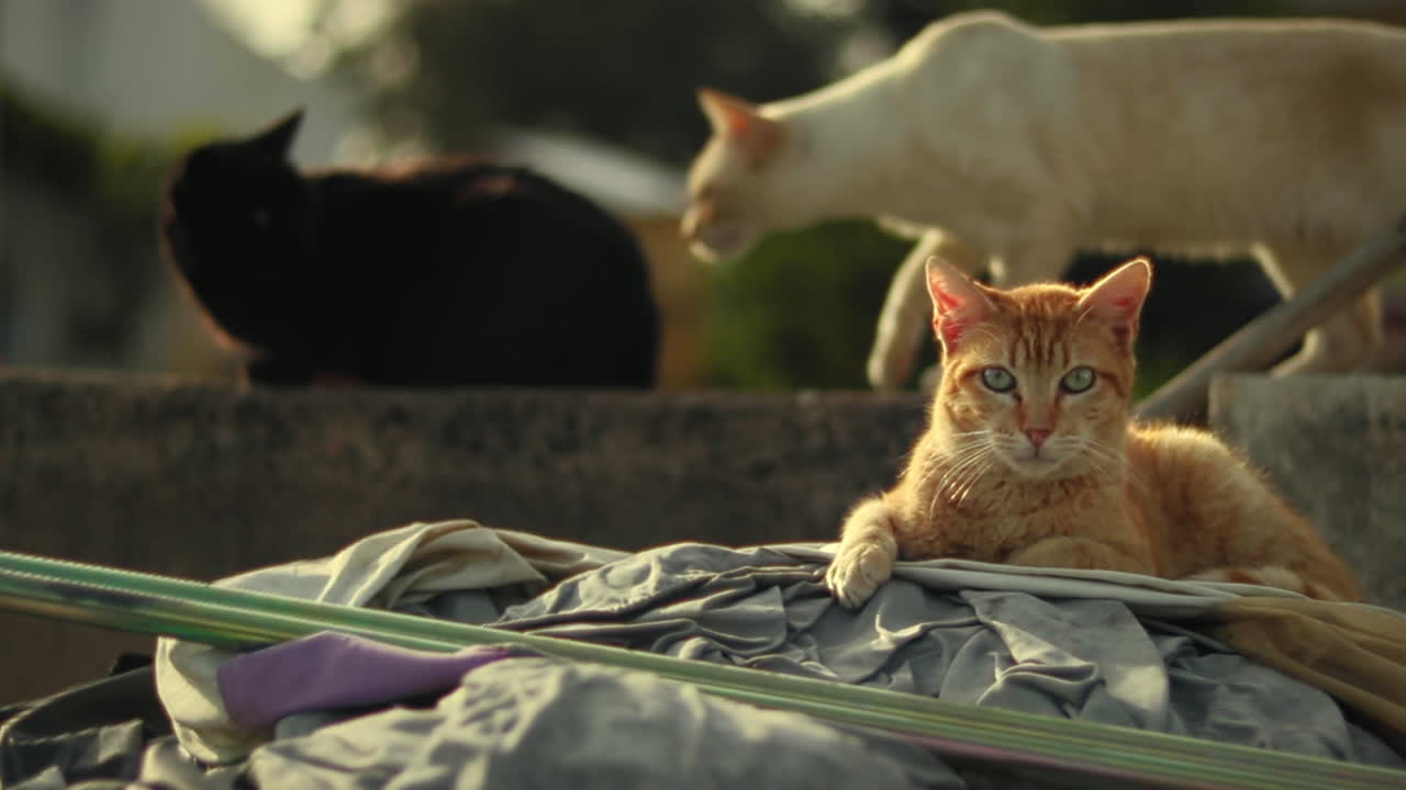gato tabby naranja tomando el sol en el refugio de animales con otros gatos en el fondo