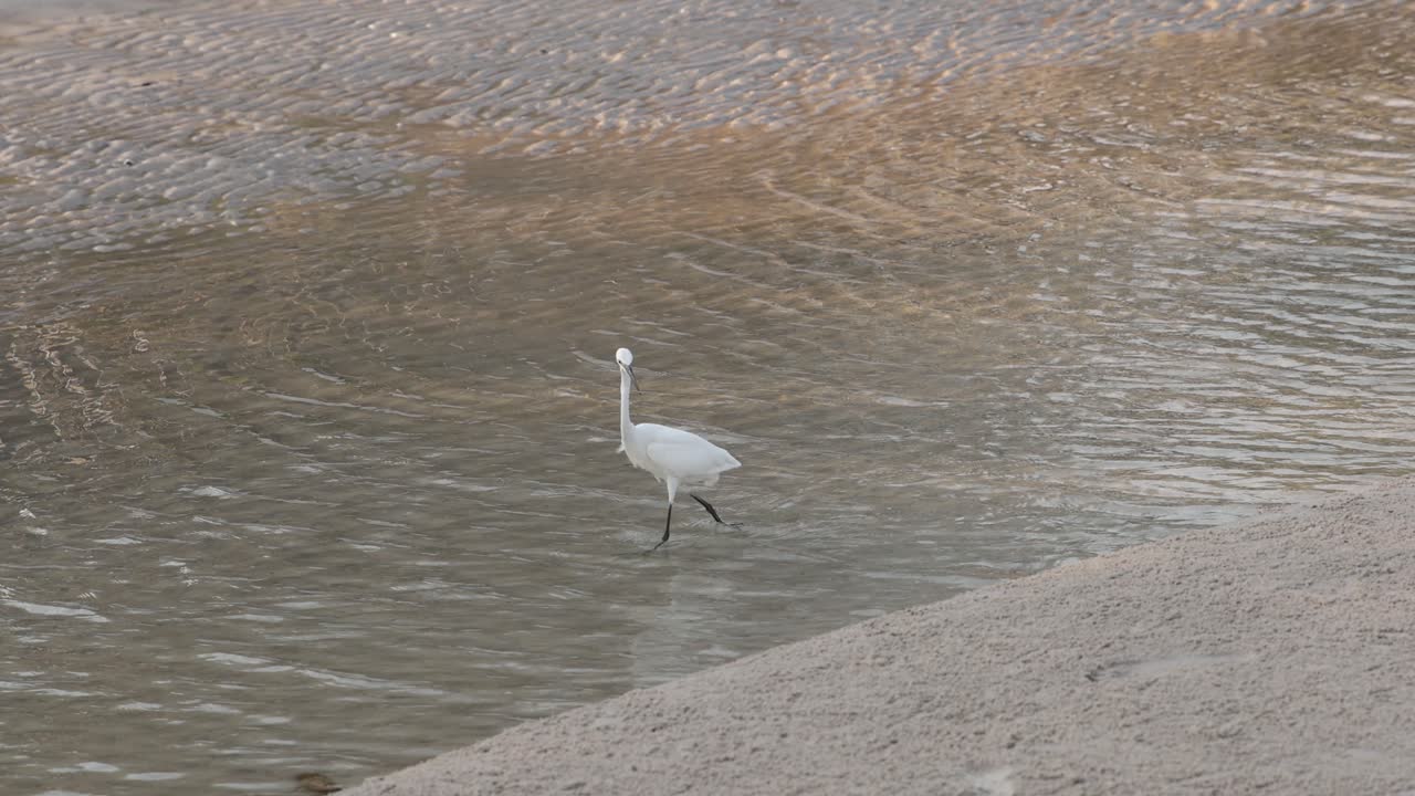 A solitary egret explores a shallow rippling stream.