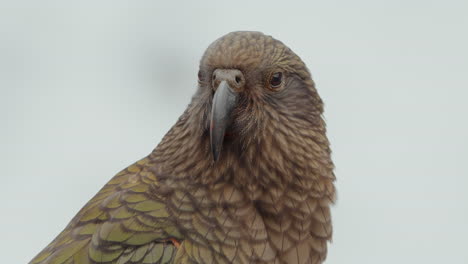 Pájaro-Kea,-Especie-De-Loro-Alpino-Endémica-De-La-Isla-Sur-De-Nueva-Zelanda