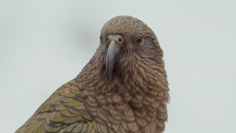 pájaro kea , especie de loro alpino endémico de la isla sur de nueva zelanda
