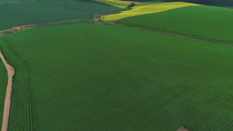 aerial - drone flies over green fields, revealing shocking yellow canola fields after tilt-up