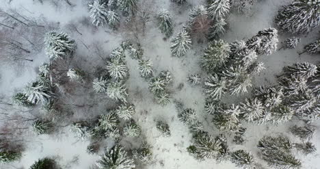 Forest-Covered-With-Snow-Vista-Aérea-View-10