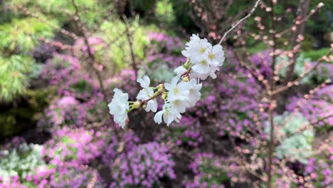 beautiful white sakura cherry blossom flowers. close-up