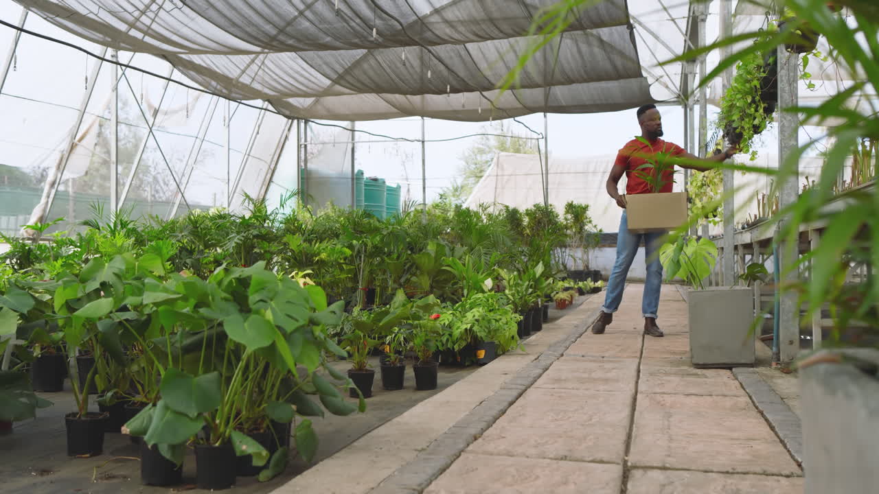 Man carrying box with plant in greenhouse, surrounded by lush greenery
