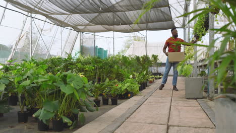 man carrying box with plant in greenhouse, surrounded by lush greenery