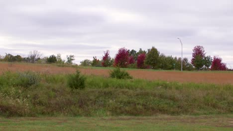 Hohes-Gras-Und-Büsche-Wehen-An-Bewölkten-Tagen-Leicht-Im-Wind-Mit-Roten-Bäumen-Im-Hintergrund