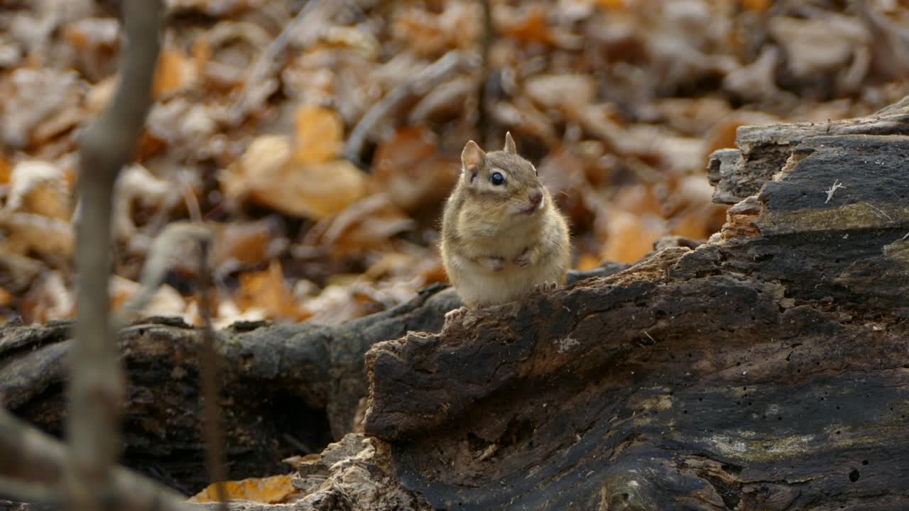 Un topo carino e curioso è seduto su un tronco d'albero morto, sul denso suolo della foresta, e si guarda intorno prima di scappare.