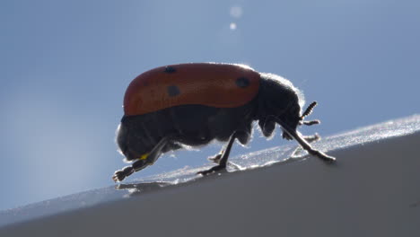 macro view of tiny ladybug insect on reflective surface, light from behind