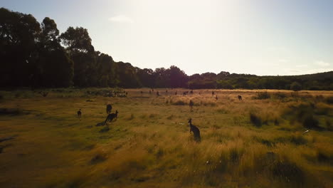 wild kangroos herd in field wa australia drone chase by taylor brant film