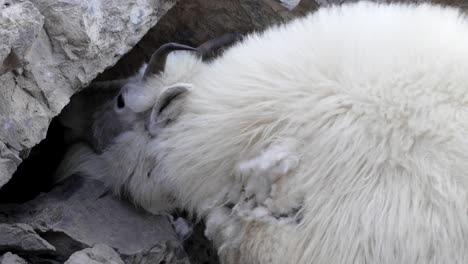 nanny female mountain goat in the canadian rockies licks mineral from rock