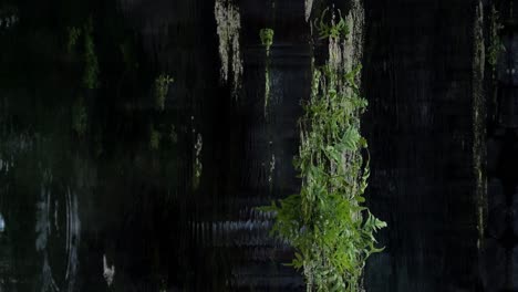 Vertical-slow-motion-shot-of-the-pond-in-pura-tirta-empul-temple-with-water-plants-and-water-circles-in-bali-indonesia