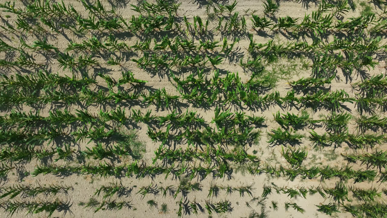 옥수수  위에서  다운 드론 촬영, 시골의 은 여름 날