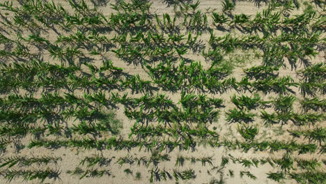 Top-down-drone-shot-over-a-cornfield,-sunny-summer-day-on-the-countryside