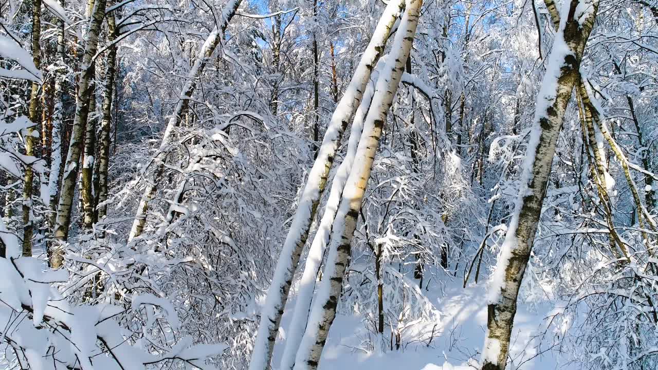 숲에 눈 덮인 가지입니다. 겨울 요정 배경