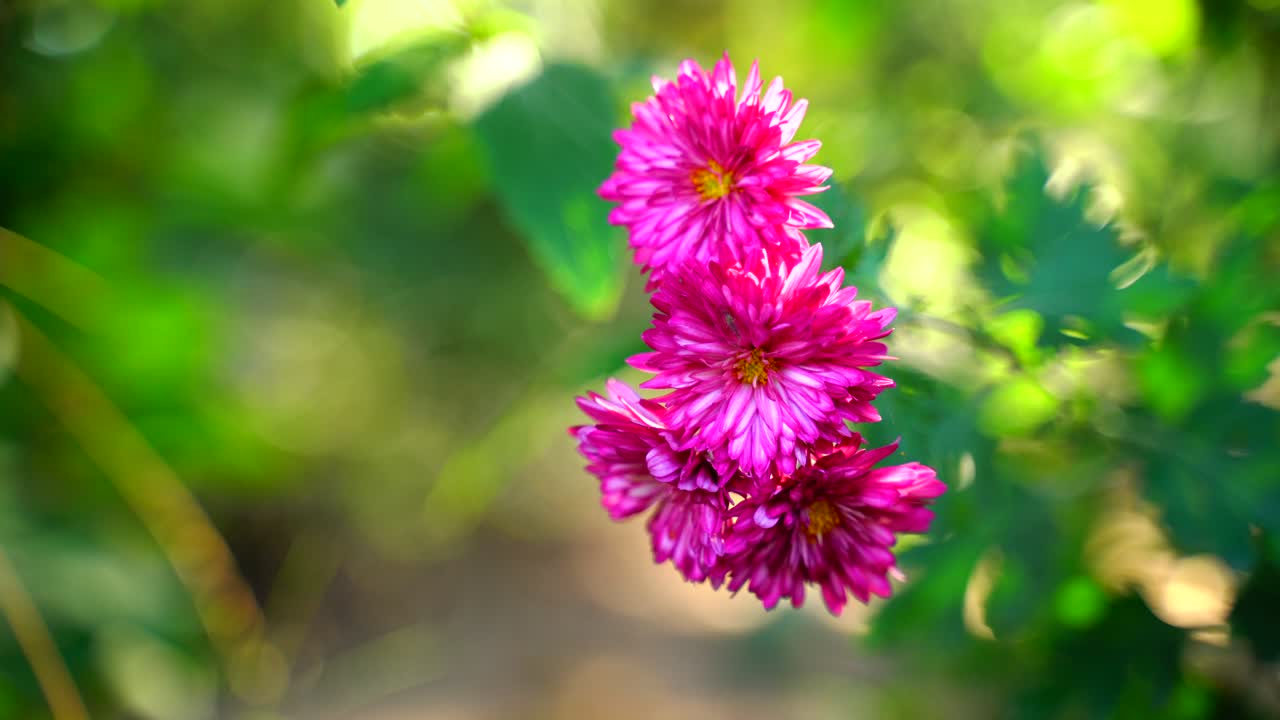 태양-61에 빛나는 정원의 꽃