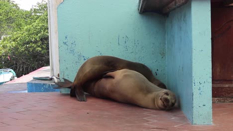 Linda-Pareja-De-Leones-Marinos-Relajándose-Y-Durmiendo-Uno-Al-Lado-Del-Otro-En-Las-Islas-Galapgos