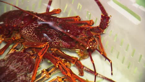 Three-large-freshly-caught-Southern-Rock-Lobster-from-South-Australia