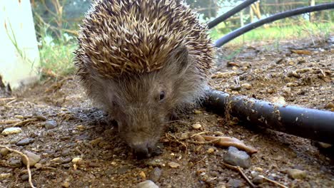 A-hedgehog-is-sitting-stil-in-the-garden