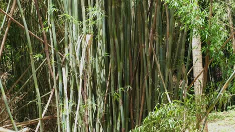 wide-angle footage of bamboo plants with dense foliage