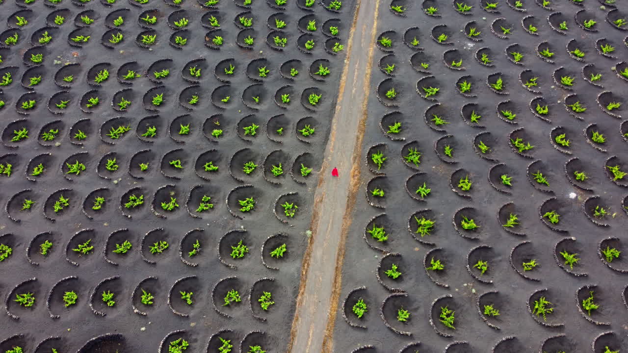 mujer vestida de rojo caminando por un camino en una plantación de viñedos en lanzarote con muchas protecciones circulares de piedra volcánica en el suelo