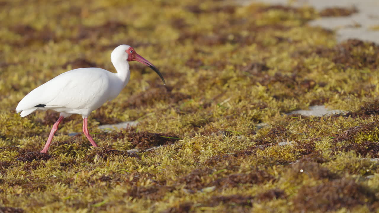White Ibis Walking Along Beach Shore Seaweed