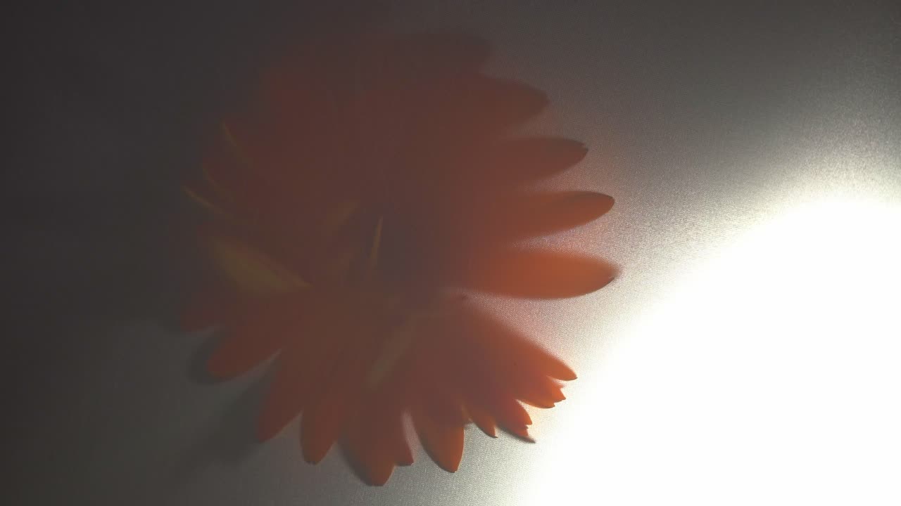 Close Up Shot Of A Flower With Orange Petals Being Covered By A Shadow.
