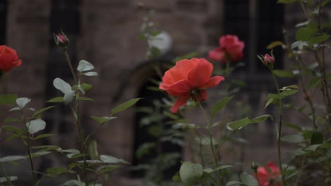 red rose bush growing outside old english church panning shot