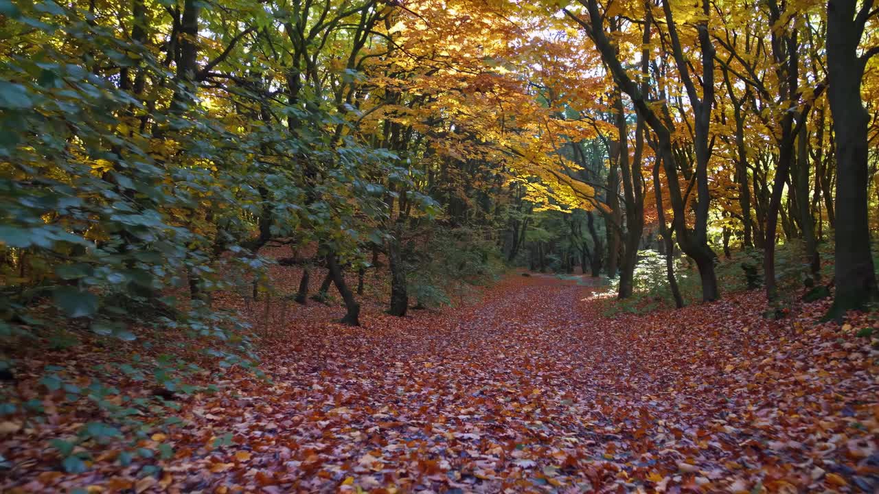 Autumn Forest Scene with Fallen Leaves