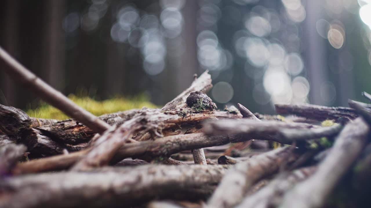 숲 바닥에 축축한 막대기 더미