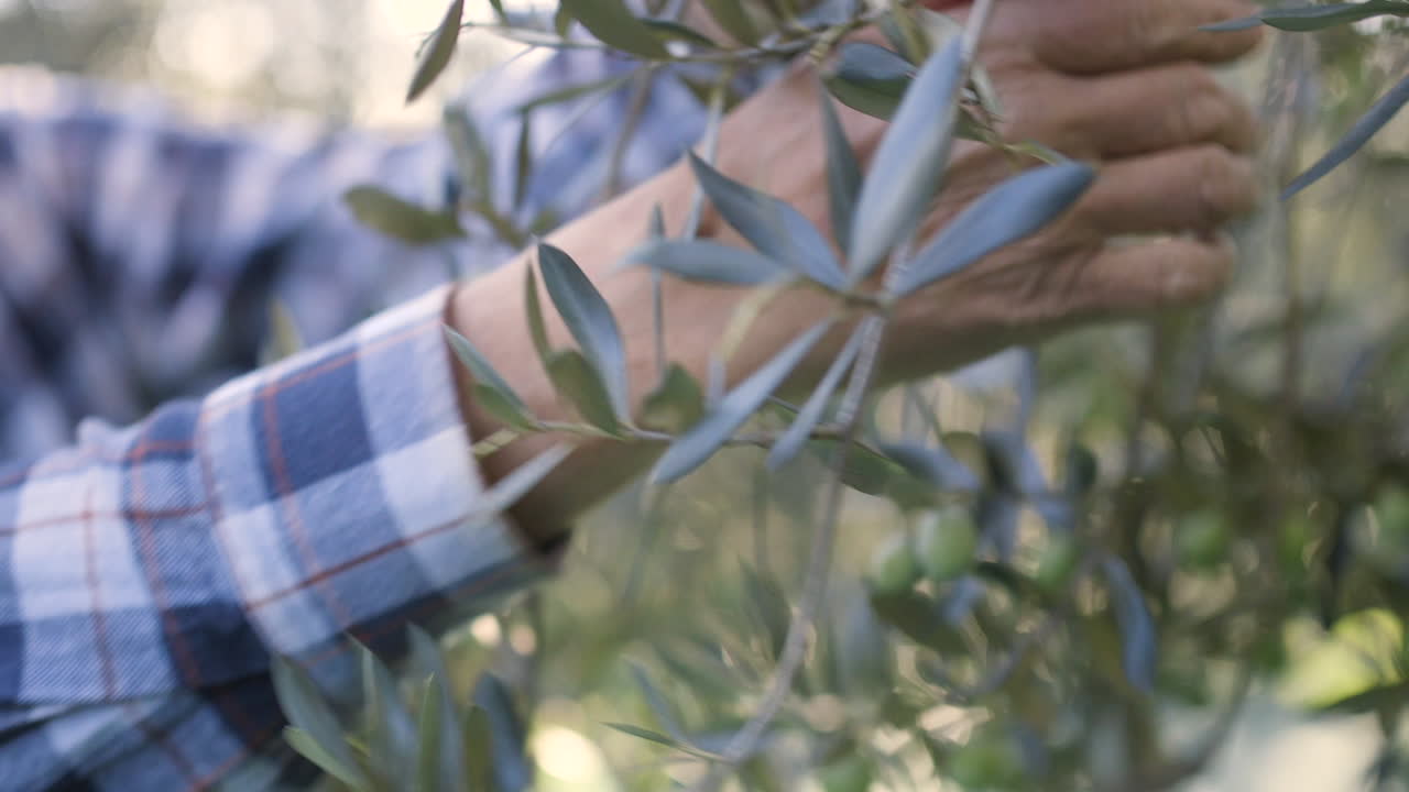 Farmer Picking Olives