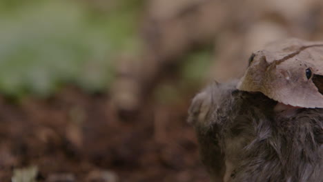 Gabunviper-Aus-Nächster-Nähe,-Die-Eine-Ratte-Frisst