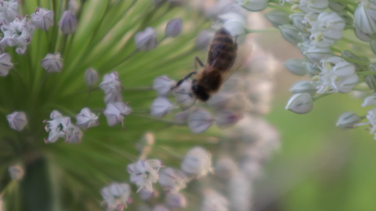 Honey Bee collecting nectar from big flower